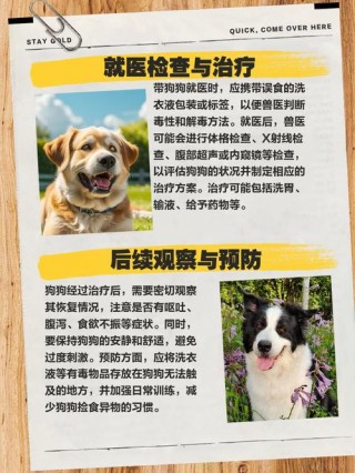 狗狗吃了洗衣液怎么办？狗狗吃了洗衣液怎么办呢（最新）