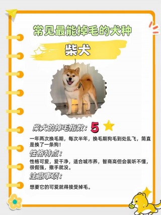 狗狗掉毛怎么办，狗狗掉毛怎么办,4招教你缓解小狗掉毛？