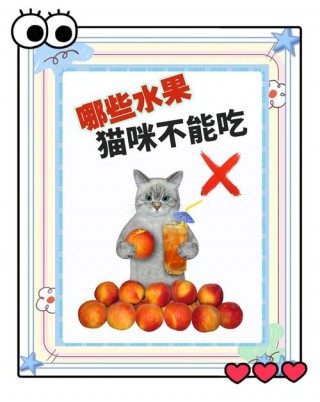 猫咪能吃芒果吗？猫咪能吃芒果吗会死吗（最新）