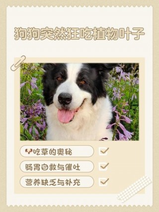 狗狗可以吃芦荟吗，（小狗吃芦荟会有什么反应）