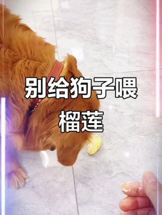 狗狗可以吃榴莲吗，狗狗可以吃榴莲吗￼？