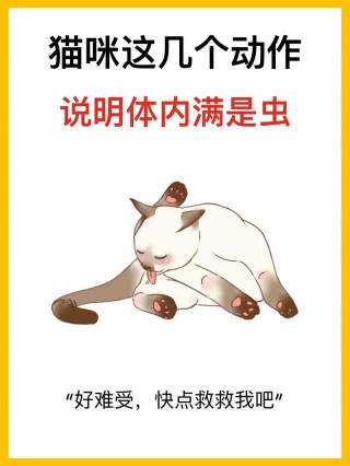 猫猫一直挠耳朵？猫猫一直挠耳朵附近是为什么（最新）