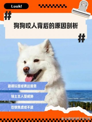 狗狗老是咬人怎么办，狗狗经常咬人怎么办?？