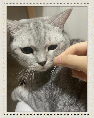 猫咪掉胡子怎么回事？猫掉胡子是什么原因引起的（最新）