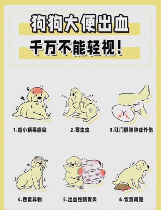 狗狗便血有几种原因，（狗狗便血有几种原因引起的）