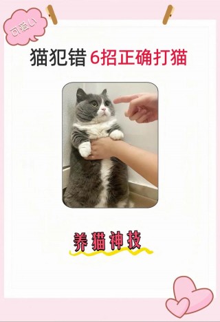 怎么讨猫咪喜欢，怎么要猫咪喜欢你？