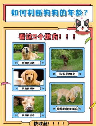 狗狗的年龄怎么看？狗狗年龄怎么看眼睛（最新）
