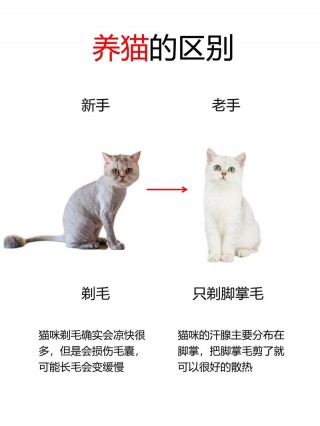 怎么给猫咪剃毛？怎么给猫咪剃毛?（最新）
