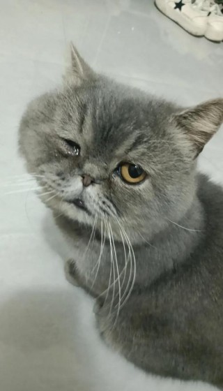 猫咪脸肿了怎么办？猫咪脸肿了怎么办图片（最新）