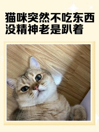 猫咪食欲下降但很精神？猫咪食欲下降但很精神怎么办（最新）