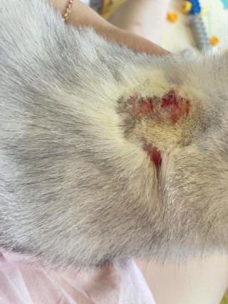 猫咪湿疹和猫癣区别？猫湿疹和癣的区别（最新）