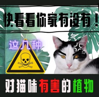 猫咪能吃绿萝吗？猫咪能吃绿萝吗会死吗（最新）