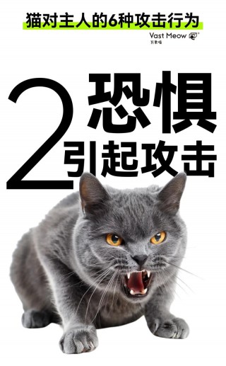猫咪害怕主人的表现，猫咪非常的害怕主人怎么办？
