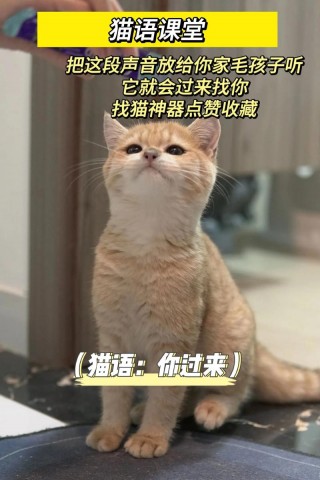 怎么叫猫咪过来，猫怎么叫？