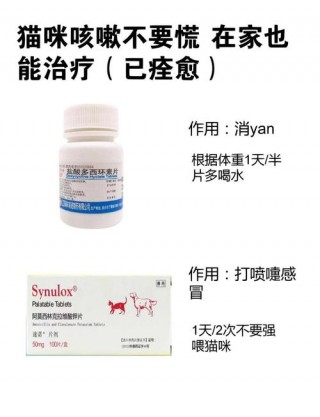 猫咪呼吸道感染吃什么药，（猫咪呼吸道感染会自愈吗）