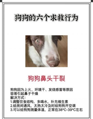 狗狗鼻子干裂怎么回事？狗狗的鼻子干的有裂痕（最新）