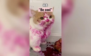 猫咪可以吃火龙果吗？猫最爱吃的10种水果（最新）