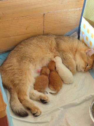 猫咪几个月生宝宝，6个月母猫能生小猫吗？