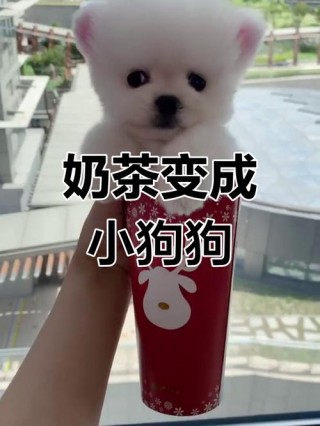 狗狗能喝奶茶么，狗狗可以喝奶茶吗？
