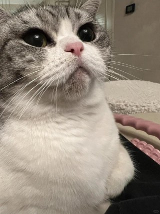 猫咪上火了吃什么药，猫咪上火吃什么药最安全？