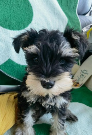 三个月的狗狗吃什么？三个月的狗狗吃什么水果比较好（最新）