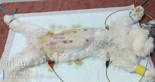 猫咪流产什么症状表现，（猫咪流产是什么症状）