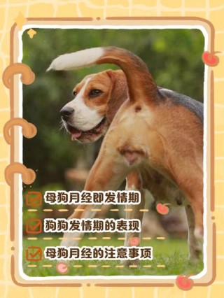 狗狗多少岁绝经，狗狗多大会绝经？