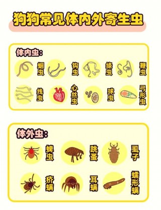 狗狗每月都要驱虫吗？狗狗是否每个月都要驱虫（最新）