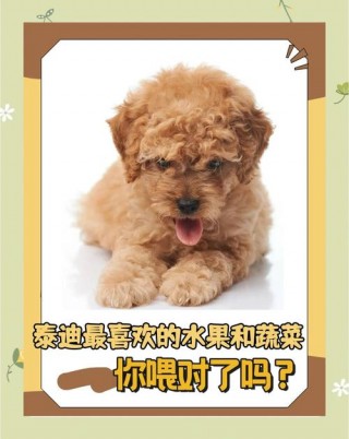 泰迪狗狗能吃哈密瓜吗？小泰迪能不能吃哈密瓜（最新）