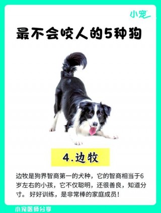 什么狗狗不咬人，（什么狗狗不咬人又好养）
