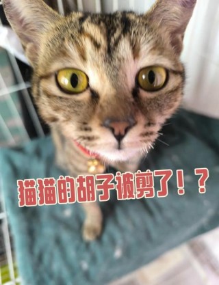 猫咪掉胡子怎么回事，猫咪掉胡子缺什么营养？