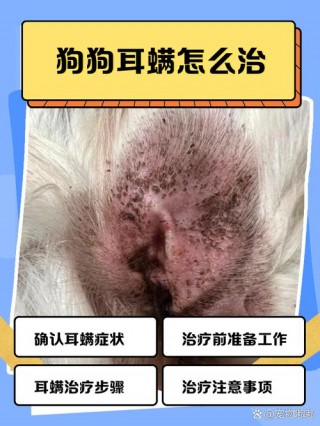 狗狗耳螨传染人吗，（小狗耳螨用碘伏有用吗）