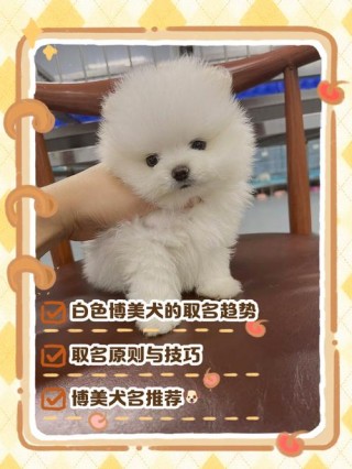 给狗狗取什么名字好听，狗狗起名字招财霸气？