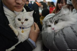 猫咪领养合同协议书范本，猫咪领养协议有法律效应吗？