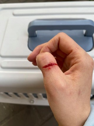 被自己的猫咪咬出血了？被自己的猫咪咬出血了怎么办（最新）