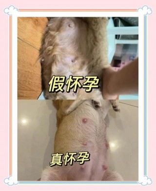 狗狗多大可以怀孕，（怀孕了能养狗吗）