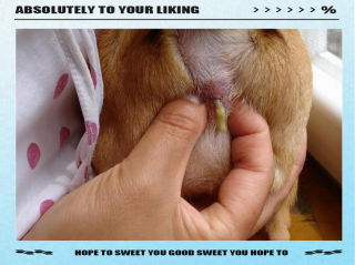 狗狗肛门腺在哪，（狗狗肛门腺位置图）