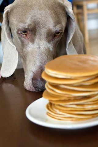 狗狗吃馒头好消化吗，（狗狗吃馒头容易消化吗）