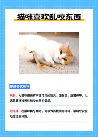 猫咪乱咬东西怎么办？猫咪乱咬东西吗（最新）