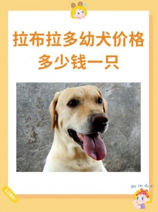 狗狗配种多少钱？狗狗配种大概要多少钱（最新）