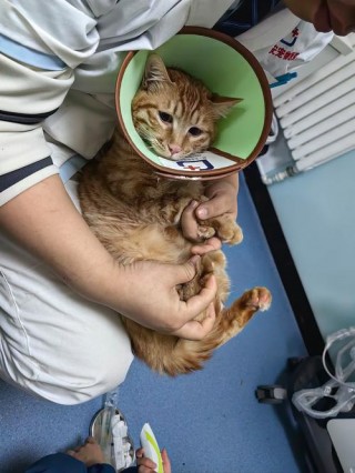 包含猫咪上厕所频繁的词条