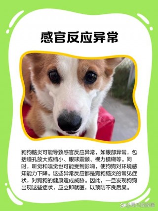 狗狗很热怎么办？狗好像特别热是咋回事（最新）