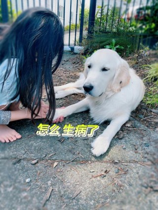 狗狗反胃干呕怎么回事，狗狗反胃呕吐是什么原因？