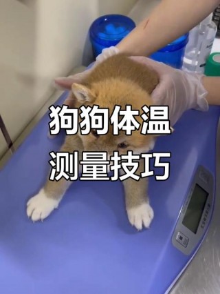 狗狗如何量体温，小狗正常体温是多少度？