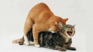 猫咪怎么交配的，猫咪怎么交配的图片？