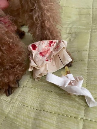 狗狗留置针可以用几天？狗狗留置针怎么输液（最新）