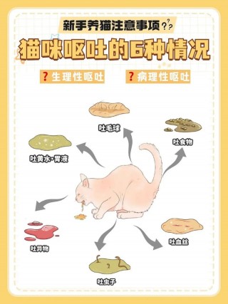 猫咪几天不吃饭怎么办，猫几天不吃饭给它吃什么？