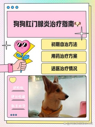狗狗肛门腺堵塞症状，（狗肛门腺堵了肿了怎么办）
