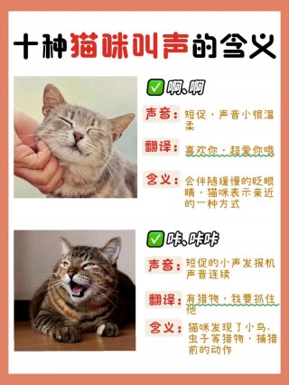 猫咪高兴的叫声，猫咪高兴时的叫声？