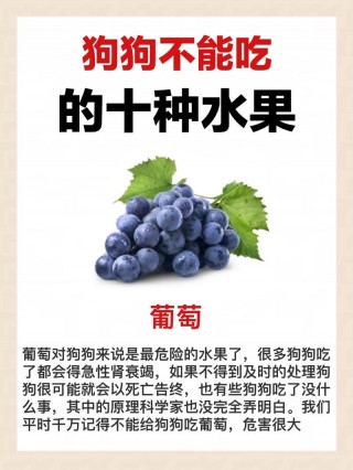 什么水果狗狗不能吃？什么水果狗狗不能吃呢（最新）